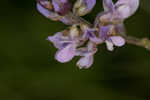 Sampson's snakeroot